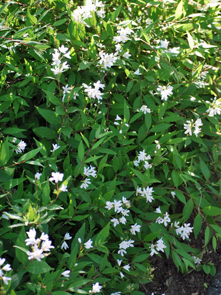 Deutzia gracilis 'Nikko' (Slender Deutzia)