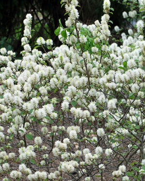 Fothergilla major 'Mt. Airy' (Dwarf Fothergilla)