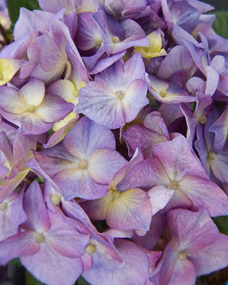 Hydrangea macrophylla BloomStruck® (Endless Summer® Mophead Hydrangea)