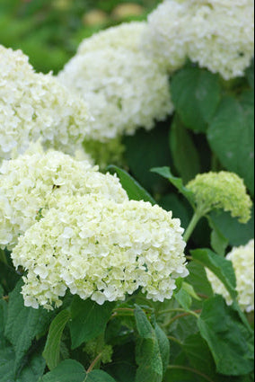 Hydrangea absorescens 'Annabelle' (Smooth Hydrangea)