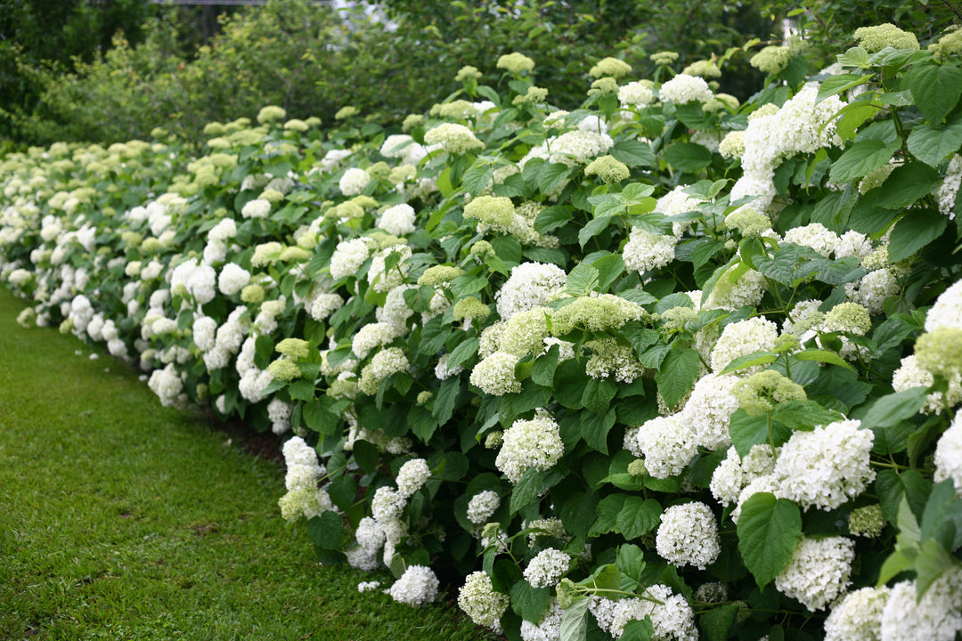 Hydrangea aborescens Incrediball® (Smooth Hydrangea)