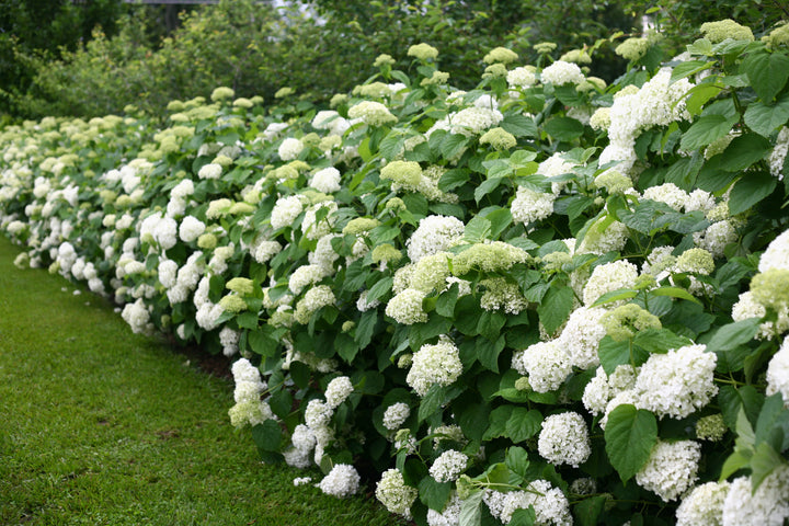 Hydrangea aborescens Incrediball® (Smooth Hydrangea)