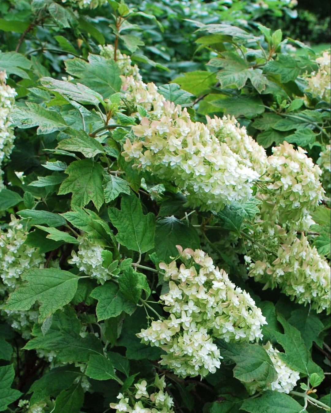 Hydrangea quercifolia 'Snow Queen' (Oakleaf Hydrangea)