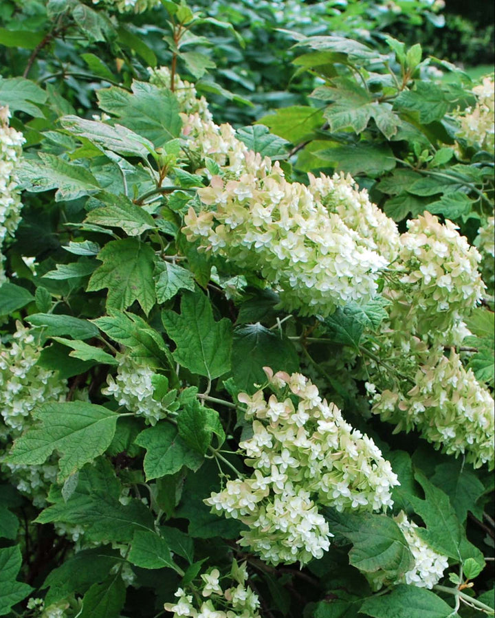 Hydrangea quercifolia 'Snow Queen' (Oakleaf Hydrangea)