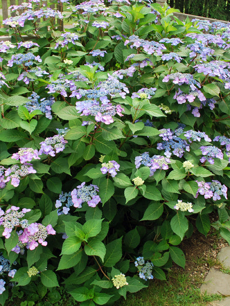 Hydrangea m. Twist-n-Shout® (Endless Summer® Lacecap Hydrangea