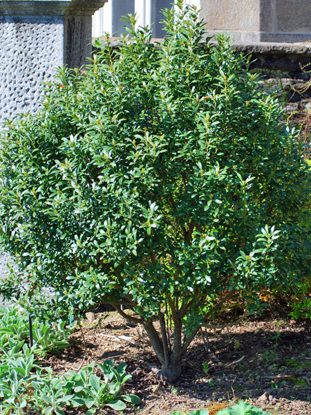 Ilex glabra 'Shamrock' (Inkberry)