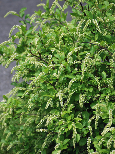 Itea virgincia Little Henry® (Dwarf Virginia Sweetspire)