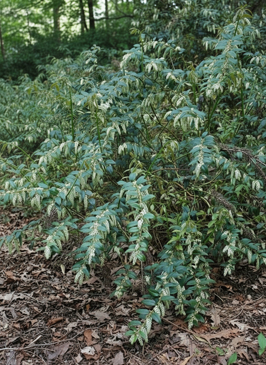 Leucothoe axillaris (Coastal doghobble)
