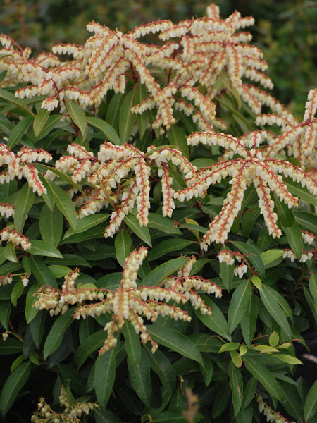 Pieris japonica 'Brouwer's Beauty' (Japanese Pieris)
