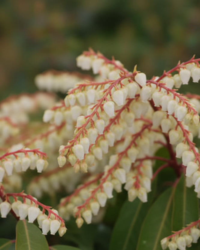 Pieris japonica 'Brouwer's Beauty' (Japanese Pieris)