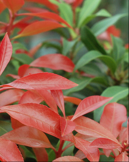 Pieris japonica 'Mountain Fire' (Japanese Pieris)