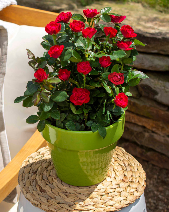 Rosa Petite Knock Out®