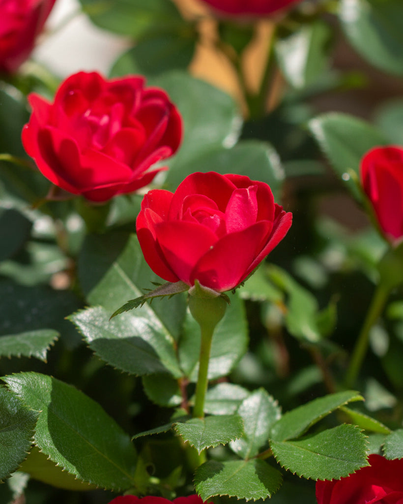 Rosa Petite Knock Out®