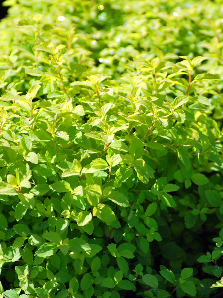 Spiraea japonica 'Golden Elf' (Dwarf Bridal Wreath)