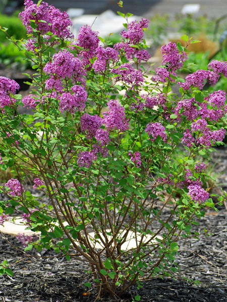 Syringa Bloomerang® Dark Purple (Lilac)