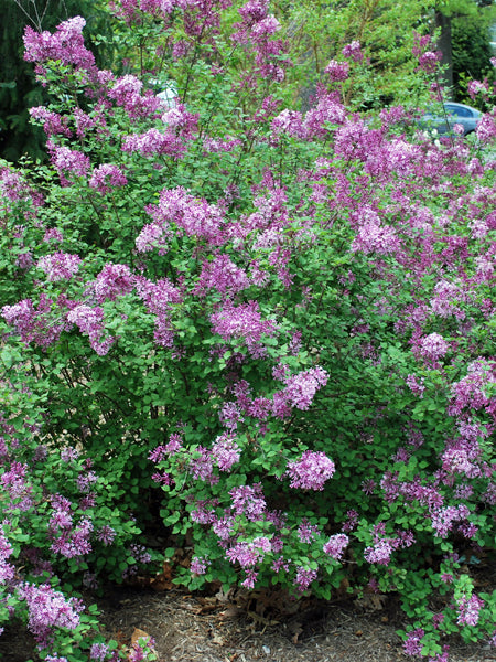 Syringa Bloomerang® Dark Purple (Lilac)