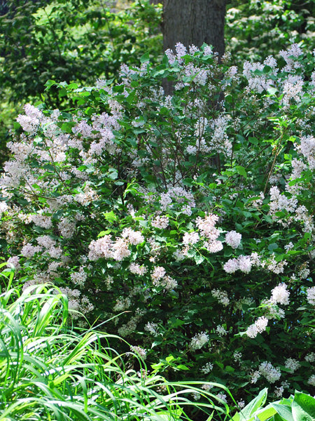Syringa p. 'Miss Kim' (Korean Lilac)