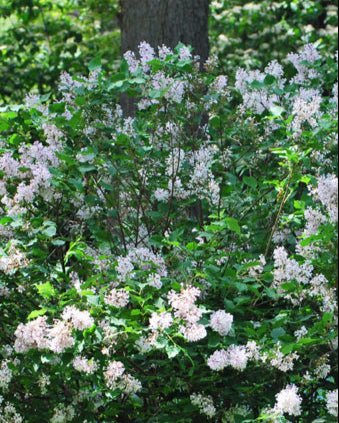 Syringa p. 'Miss Kim' (Korean Lilac)