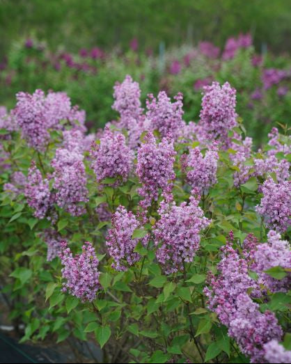 Syringa Scentara® Double Blue (Lilac)