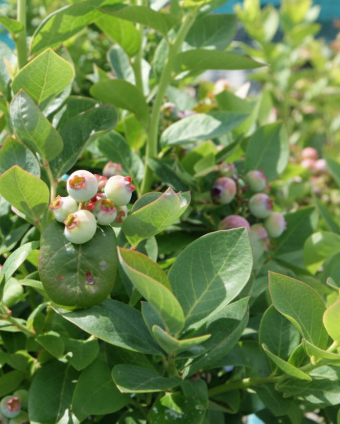 Vaccinium Peach Sorbet® (Bushel and Berry® Peach Sorbet®)