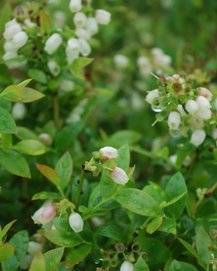 Vaccinium Blueberry Glaze® (Bushel and Berry® Blueberry Glaze®)