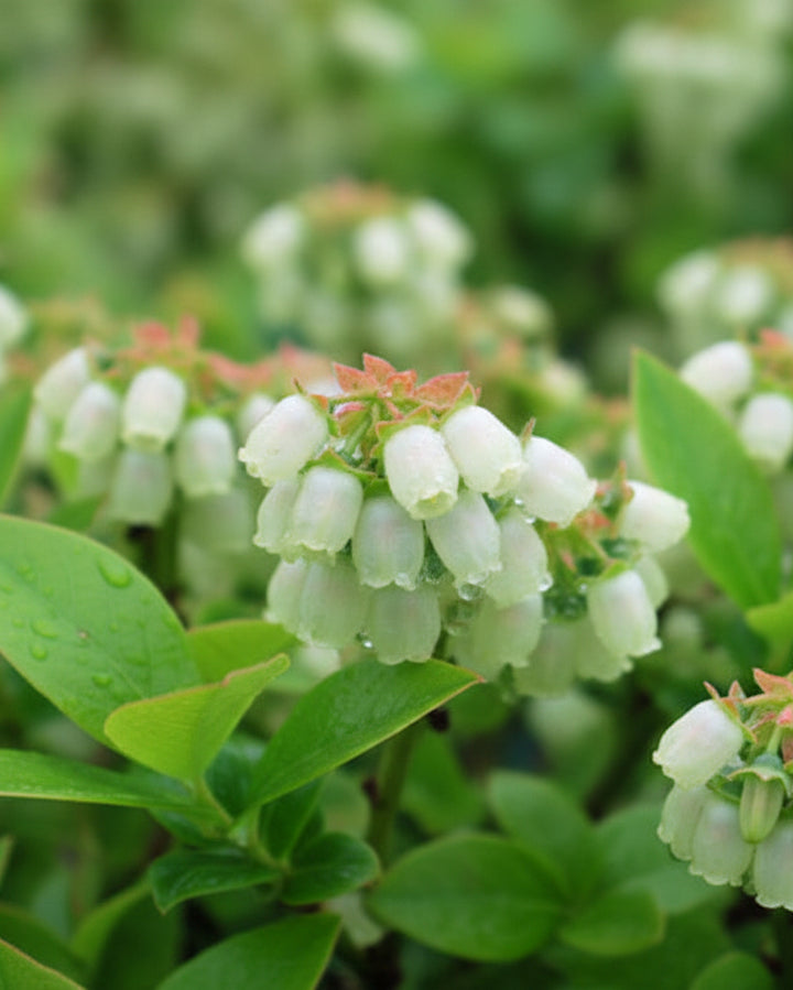 Vaccinium Jelly Bean® (Bushel and Berry® Jelly Bean®)