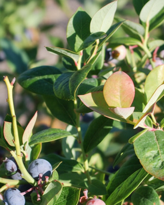 Vaccinium Pink Icing® (Bushel and Berry® Pink Icing®)