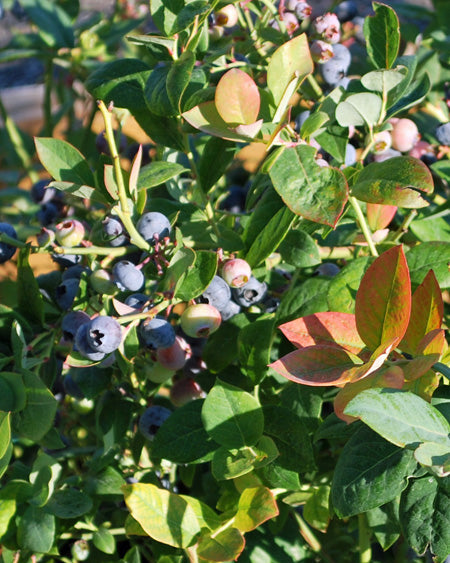 Vaccinium Pink Icing® (Bushel and Berry® Pink Icing®)