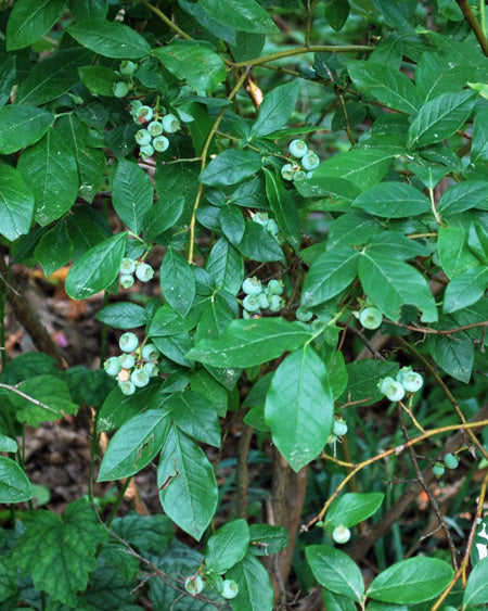 Vaccinium x angustifolium (Lowbush blueberry)