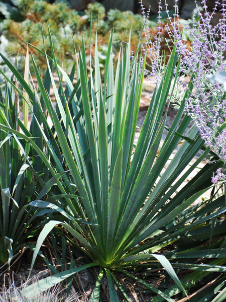Yucca filamentosa (Adam's Needle)
