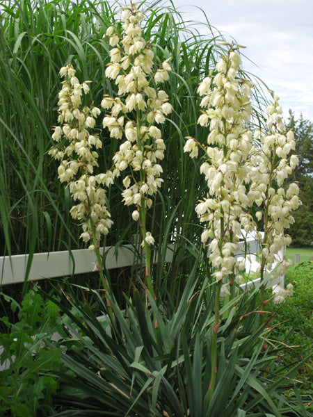 Yucca filamentosa (Adam's Needle)