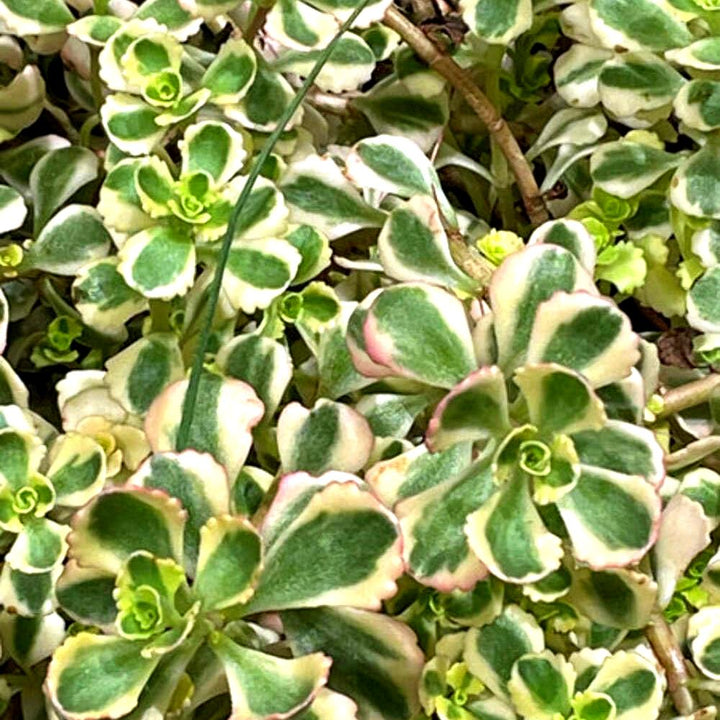 Sedum Spurium ‘What A Doozie’ (Stonecrop)