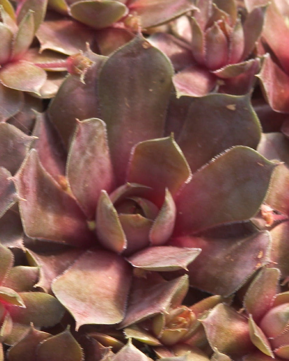 Sempervivum ‘Silverine’ (Hens and Chicks)
