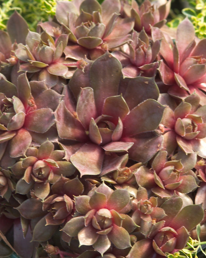 Sempervivum ‘Silverine’ (Hens and Chicks)