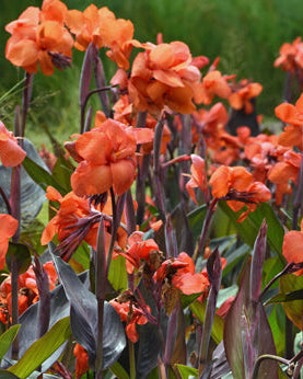 Canna Cannova® Bronze Orange (Canna Lily)