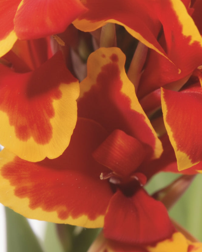 Canna Cannova® Red Golden Flame (Canna Lily)
