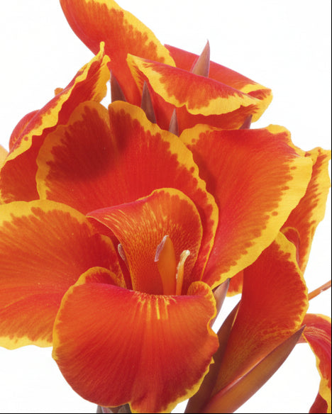 Canna Cannova® Red Golden Flame (Canna Lily)
