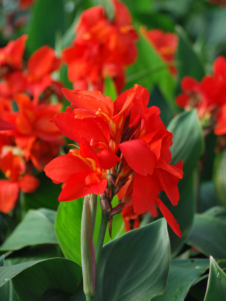 Canna Cannova® Scarlet (Canna Lily)