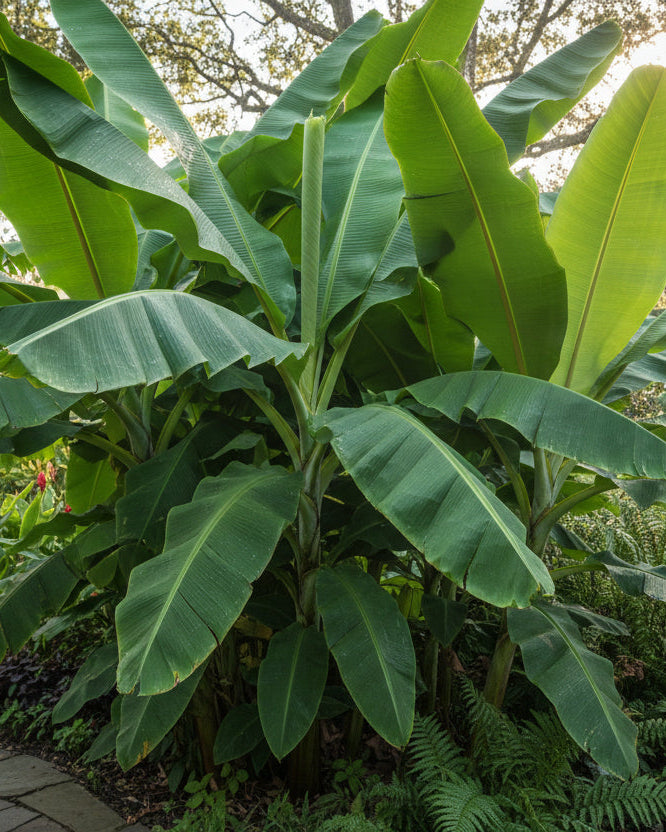 Musa basjoo (Hardy Japanese Banana)
