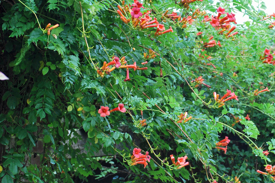 Campsis radicans 'Flamenco' (Trumpet Vine)