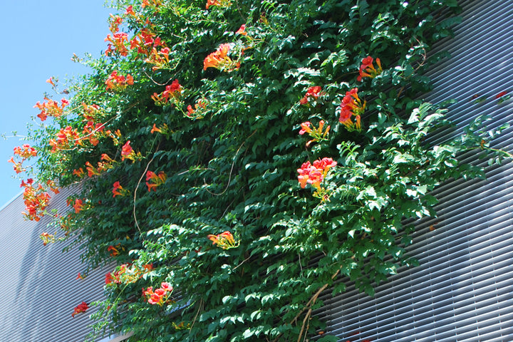 Campsis r. 'Indian Summer' (Trumpet creeper)