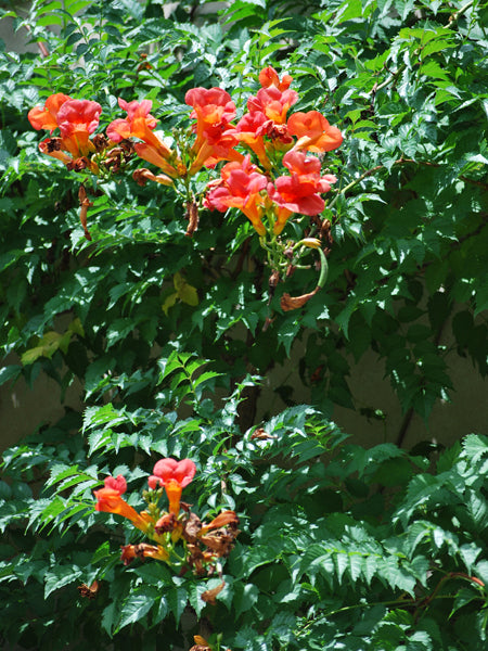 Campsis t. 'Madame Galen' (Trumpet Vine)