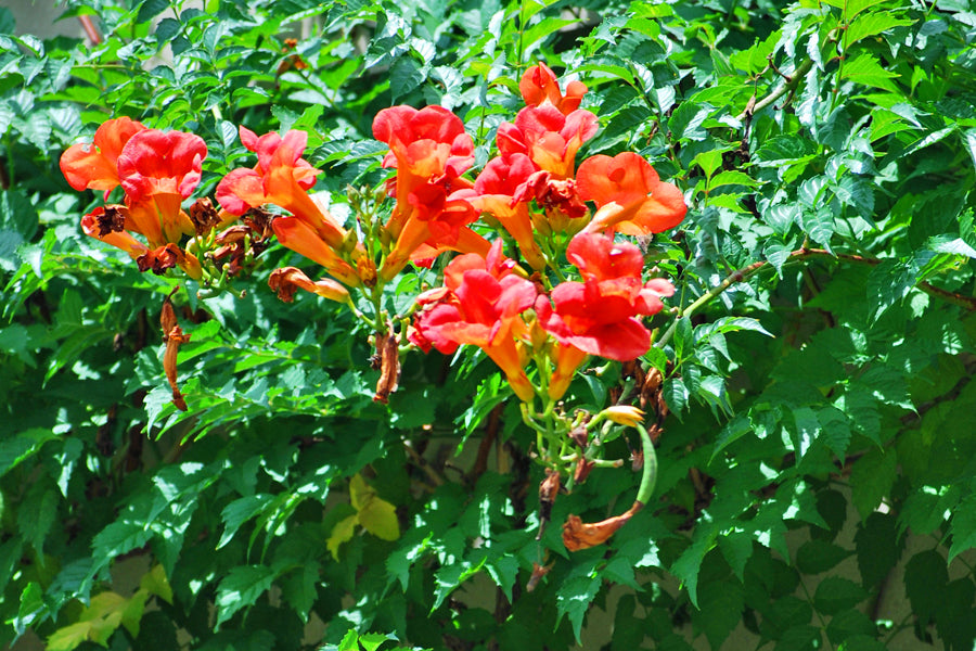 Campsis t. 'Madame Galen' (Trumpet Vine)