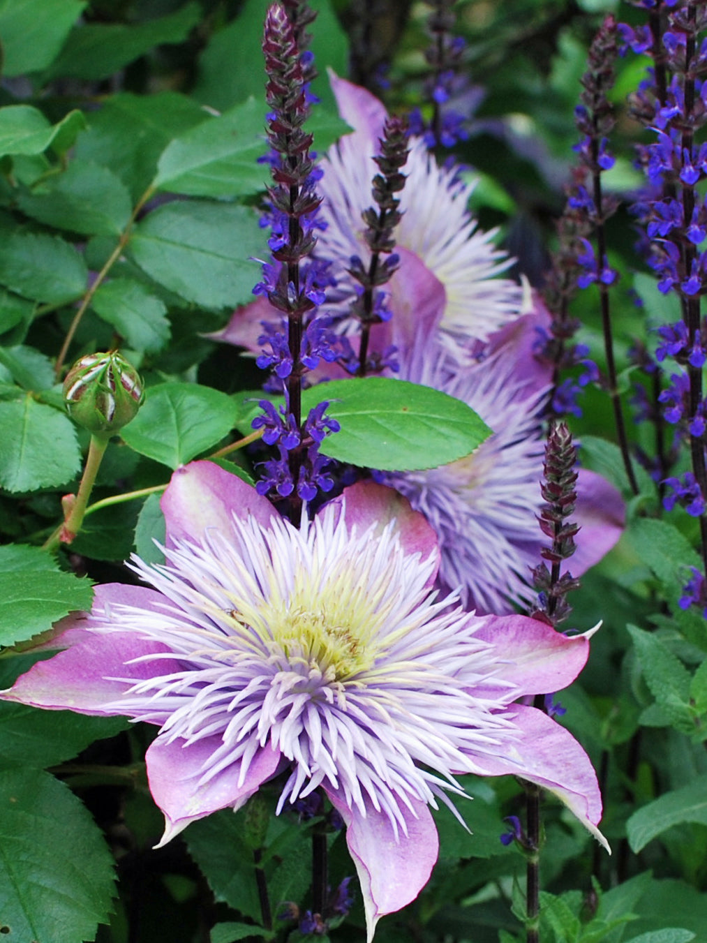 Clematis Crystal Fountain™ Regal® (Clematis Hybrid)