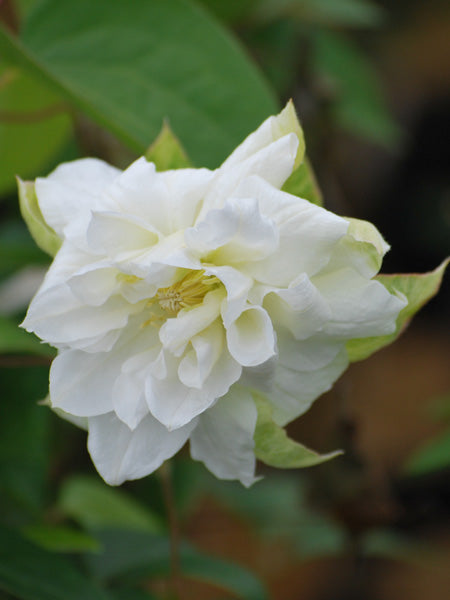 Clematis 'Duchess of Edinburgh' (Hybrid Clematis)