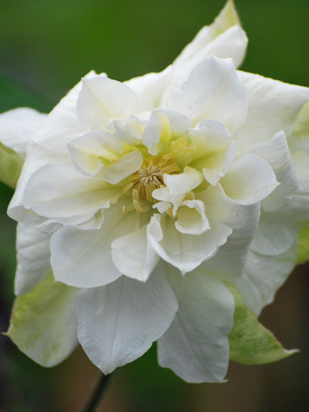Clematis 'Duchess of Edinburgh' (Hybrid Clematis)