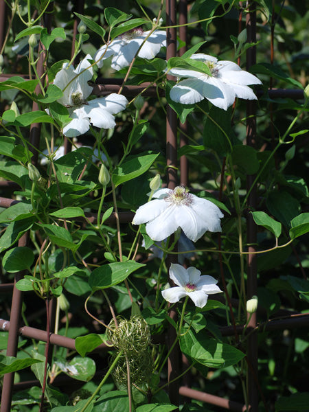 Clematis 'Miss Bateman' (Hybrid Clematis)