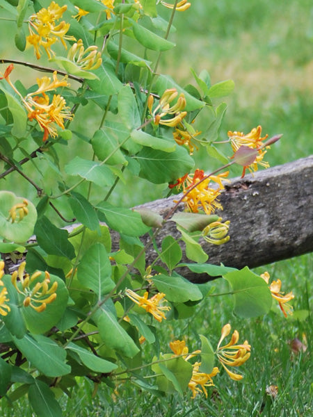 Lonicera s. 'John Clayton' (Yellow Honeysuckle)
