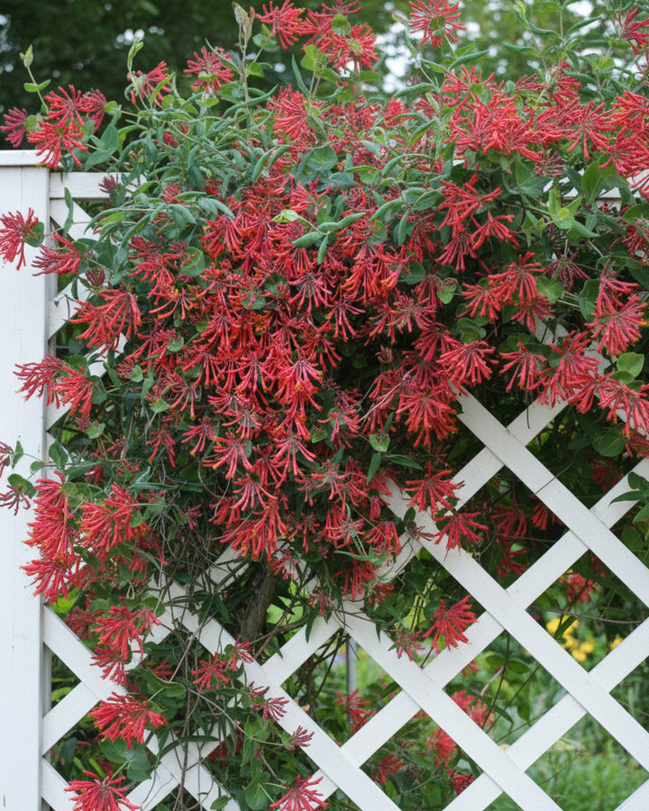Lonicera s. 'Major Wheeler' (Coral Honeysuckle)