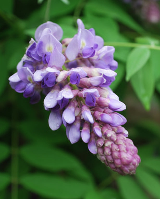 Wisteria frutescens 'Amethyst Falls' (American Wisteria)